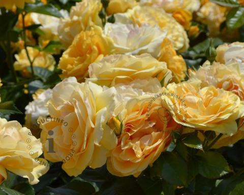 Foto van Grootbloemige trosroos ‘Absolutely Fabulous’