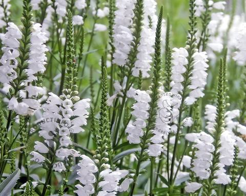 Foto van Scharnierbloem ‘Summer Snow’