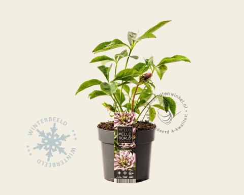 Foto van Oosterse kerstroos ‘Double Ellen Pink’