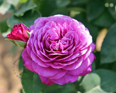 Foto van Grootbloemige roos ‘Heidi Klum Rose’