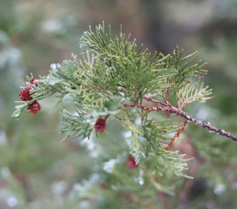 Foto van Chamaecyparis 'Red Star'