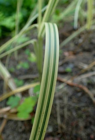 Foto van Glyceria 'Variegata'