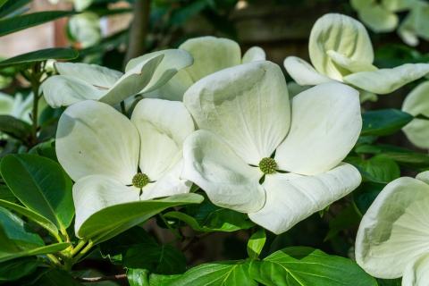 Foto van Cornus 'Venus'