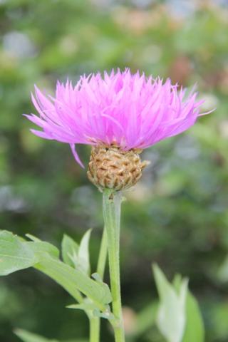 Foto van Perzische korenbloem