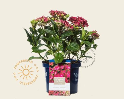 Foto van Magical hortensia ‘Magical Sapphire’