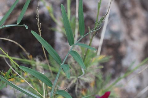 Foto van Spaanse lathyrus