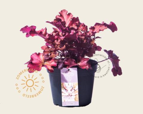 Foto van Purperklokje ‘Boysenberry’