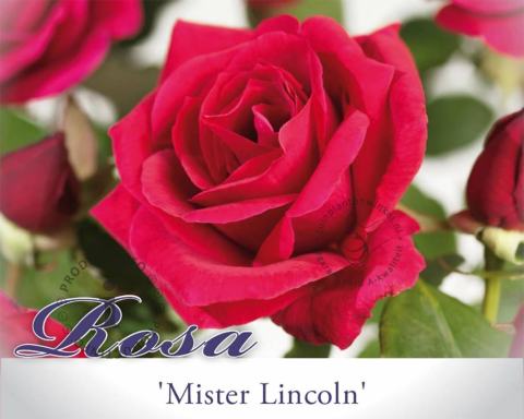 Foto van Grootbloemige roos ‘Mister Lincoln’