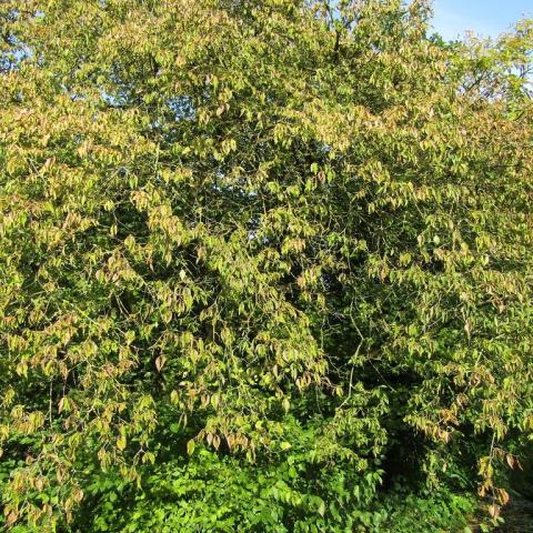 Foto van Cornus 'Aurea'