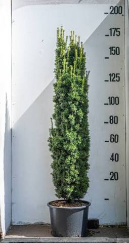 Foto van Taxus 'Aurea'
