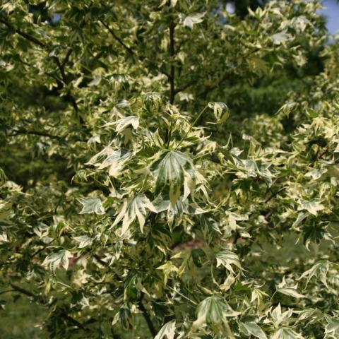 Foto van Liquidambar 'Silver King'