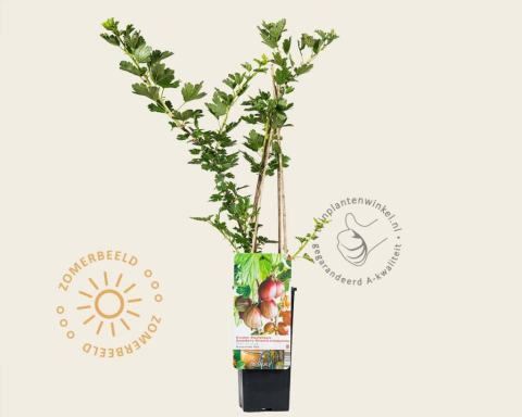Foto van Rode Kruisbes ‘Hinnonmaki Rod’