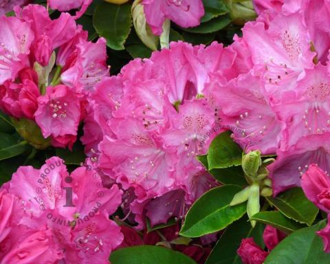 Foto van Rododendron ‘Germania’
