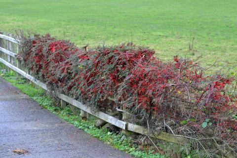 Foto van Vlakke cotoneaster