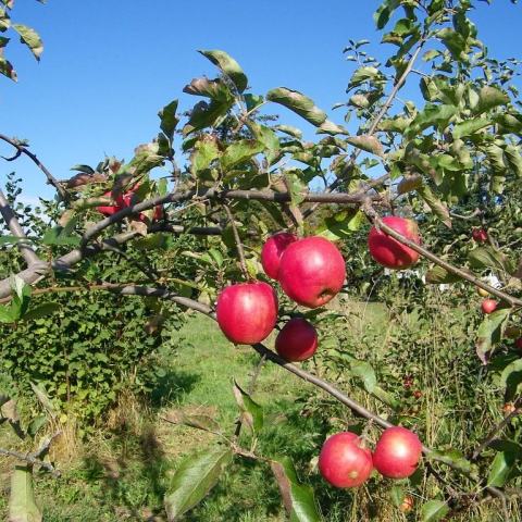 Foto van Malus 'Jonagold'