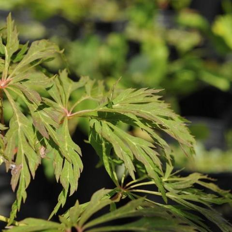 Foto van Acer 'Green Cascade'