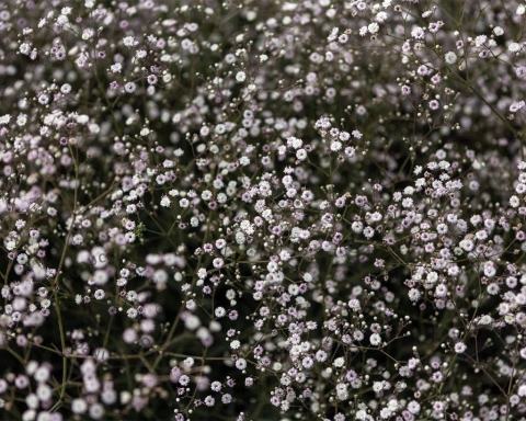 Foto van Gipskruid ‘Rosenschleier’