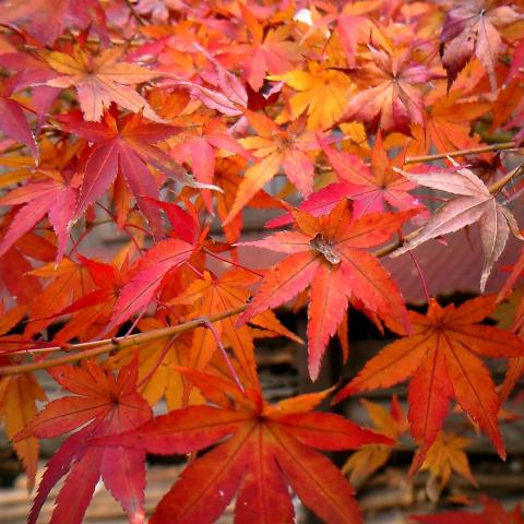 Foto van Acer 'Otome Zakura'