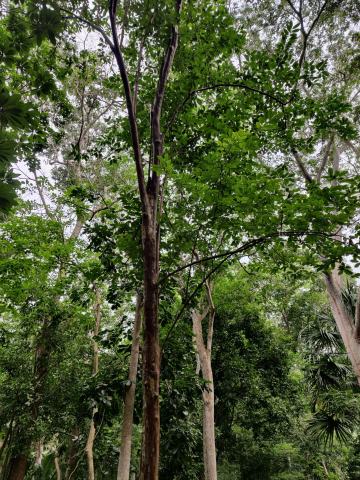 Foto van Costa Rica-guave