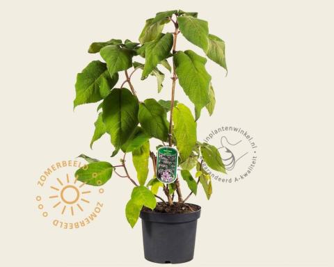 Foto van Fluweelhortensia ‘Macrophylla’