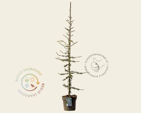 Foto van Blauwe ceder of Atlasceder ‘Glauca’