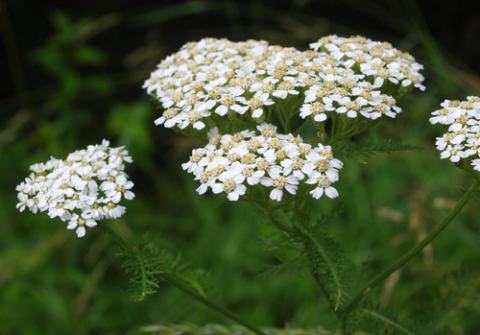 Foto van Achillea 'Snow Sport'