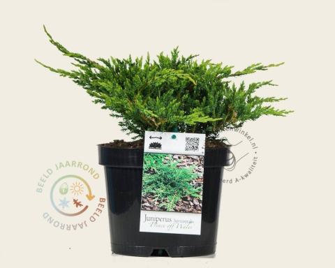 Foto van Kruipjeneverbes ‘Prince of Wales’