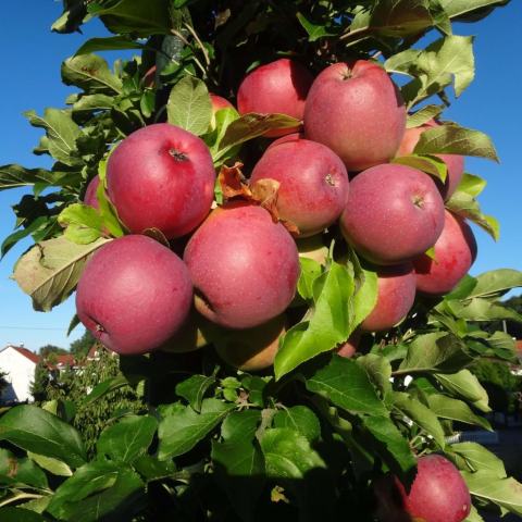 Foto van Malus 'Liberty'