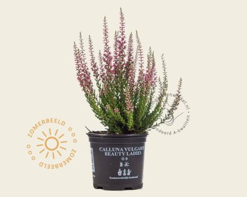 Foto van Struikheide ‘Beauty Ladies Marica’