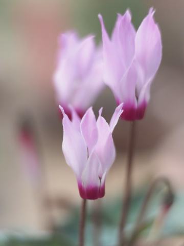 Foto van Tuincyclaam