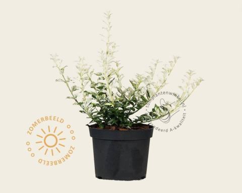 Foto van Kardinaalsmuts ‘Harlequin’