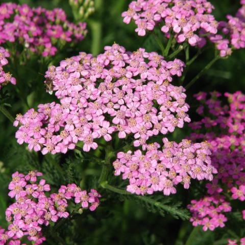 Foto van Achillea 'Apfelblute'