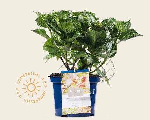 Foto van Hortensia ‘Magical Wings’