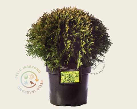 Foto van Westerse levensboom ‘Danica’