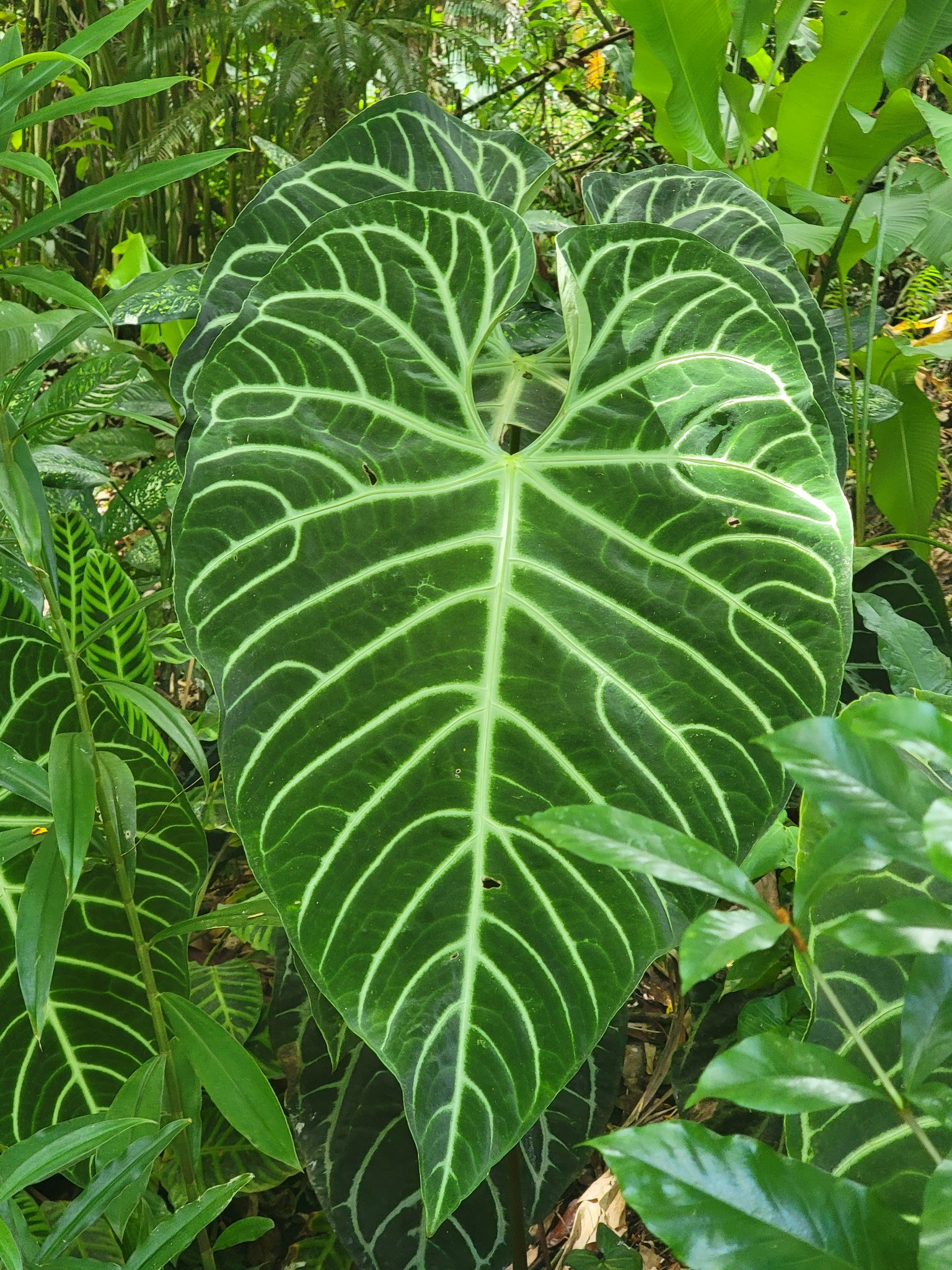 Foto van Koninklijke anthurium