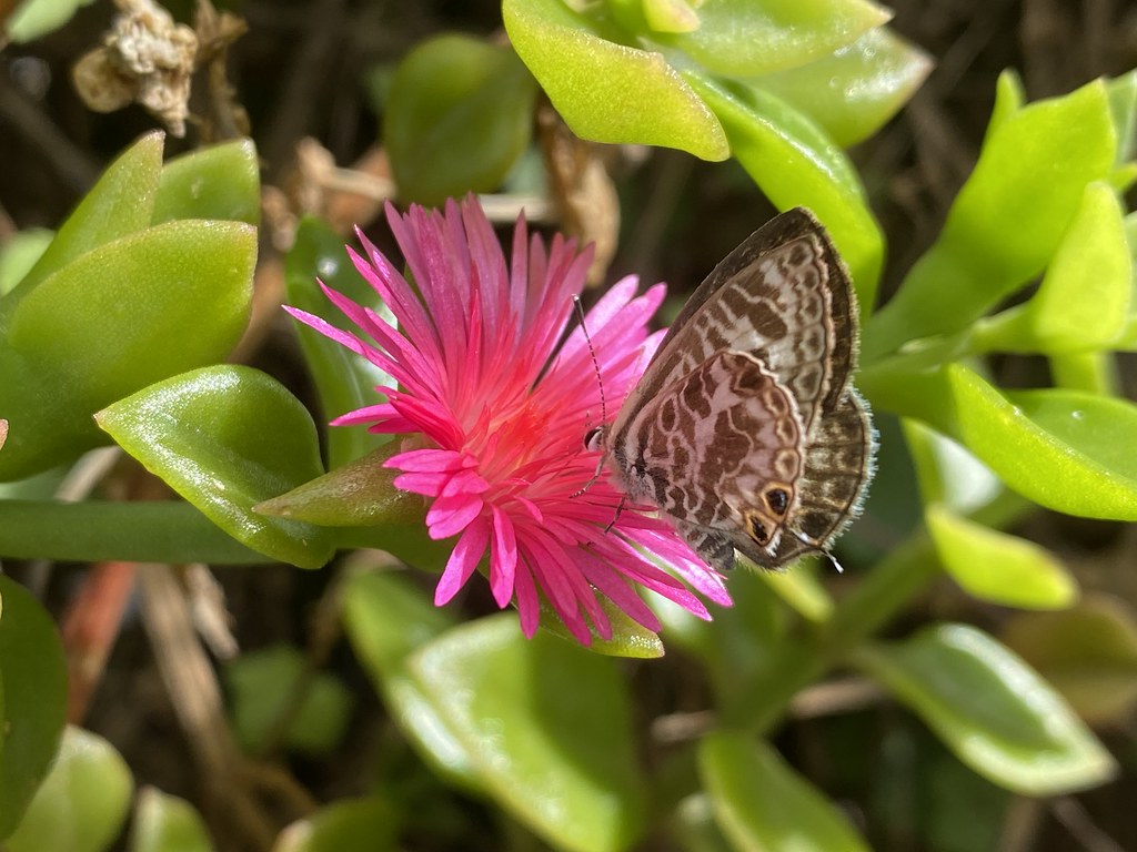 Foto van IJskruid