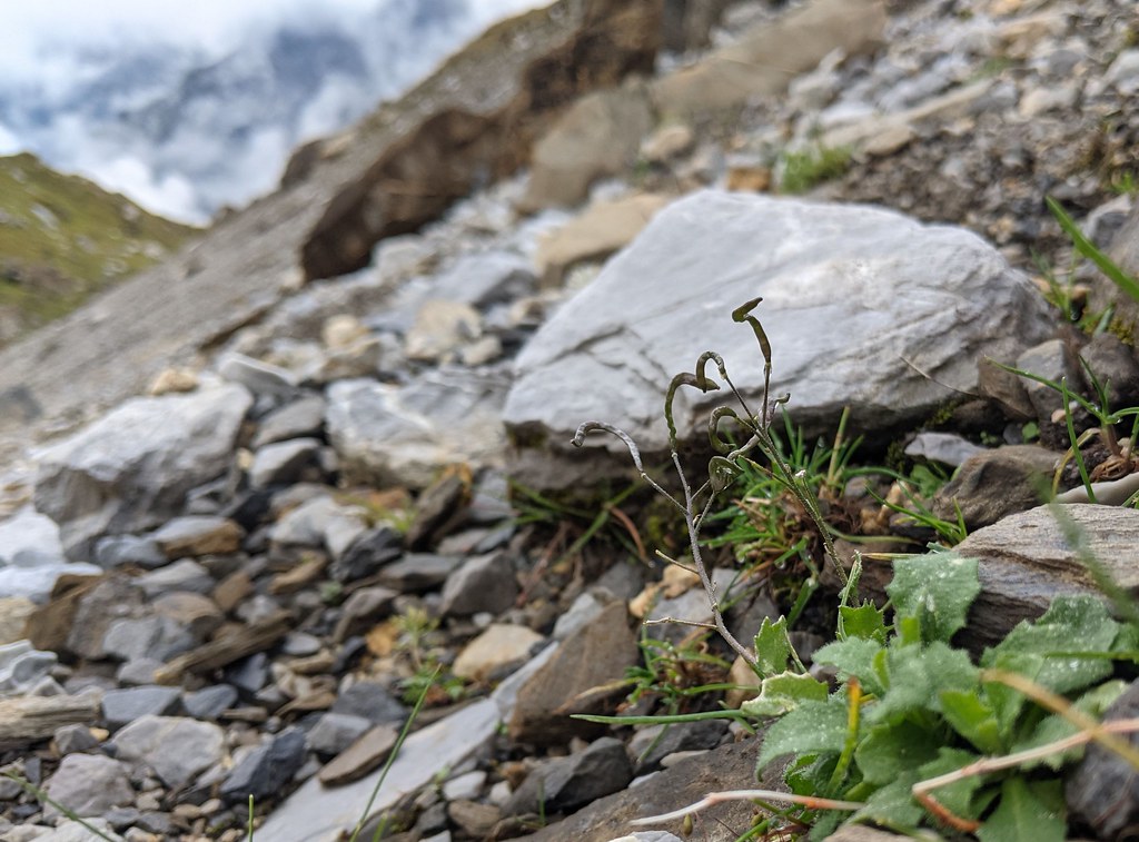 Foto van Alpenscheefkelk