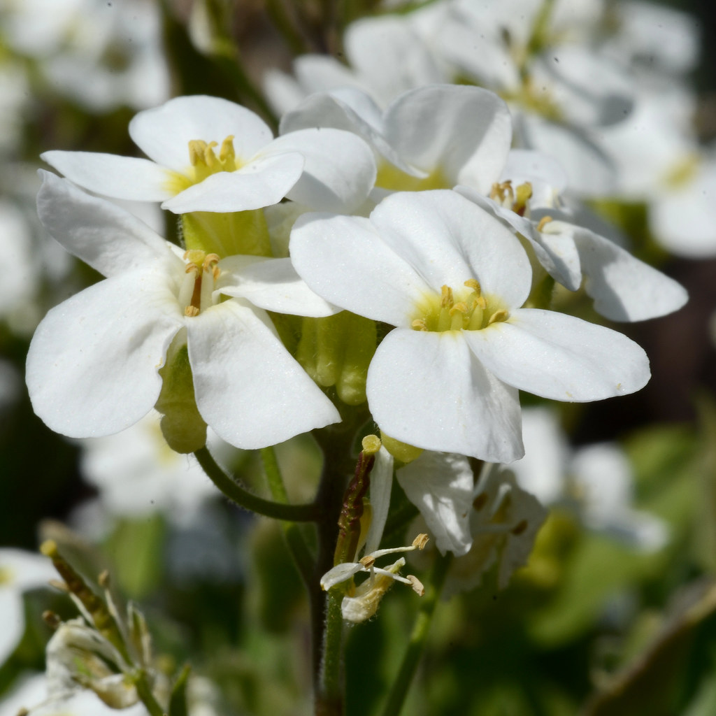 Foto van Randjesbloem