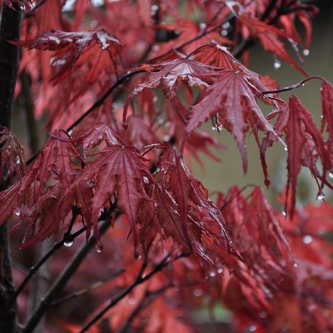 Foto van Purple Ghost Japanse Esdoorn