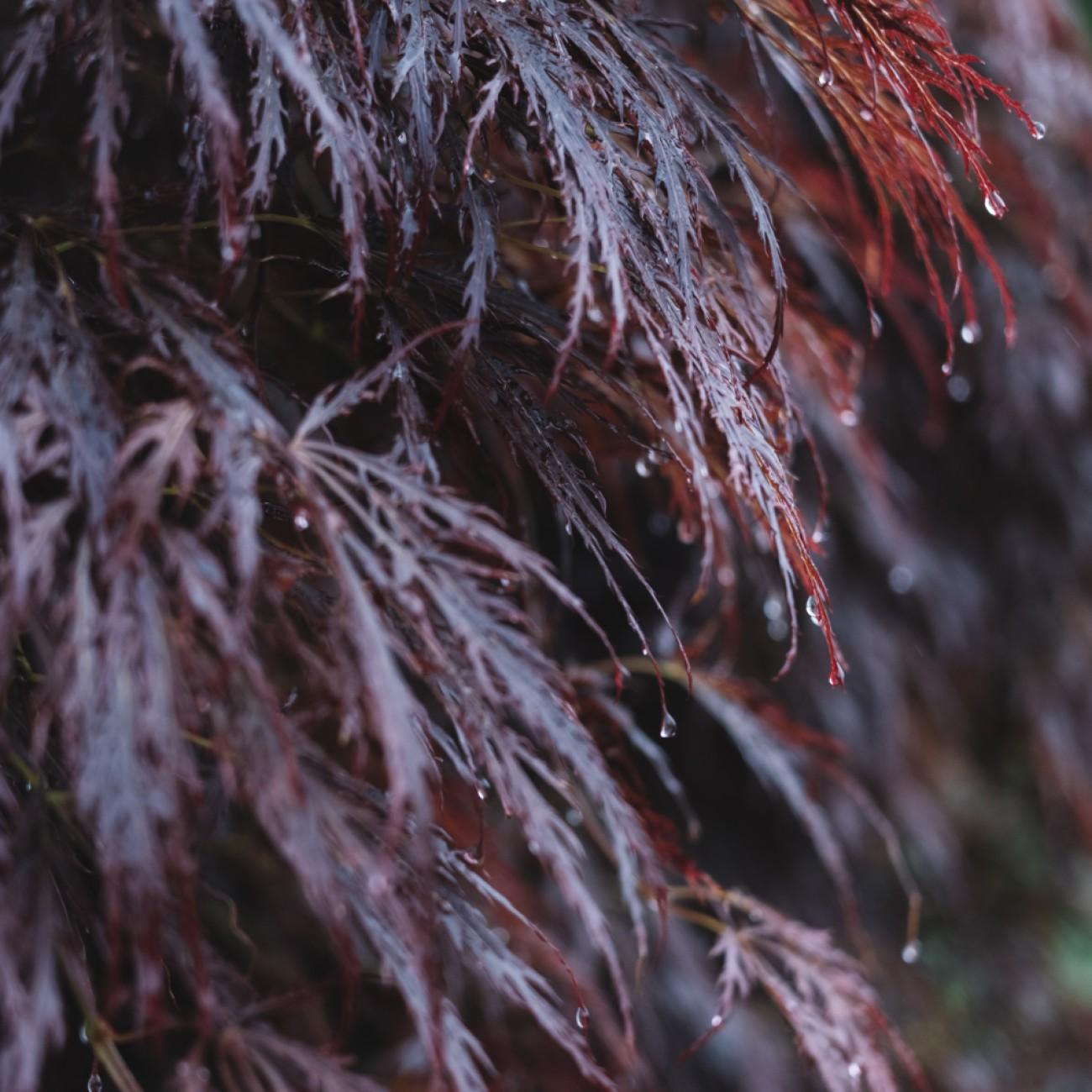 Foto van Japanse Esdoorn ‘Red Feathers’
