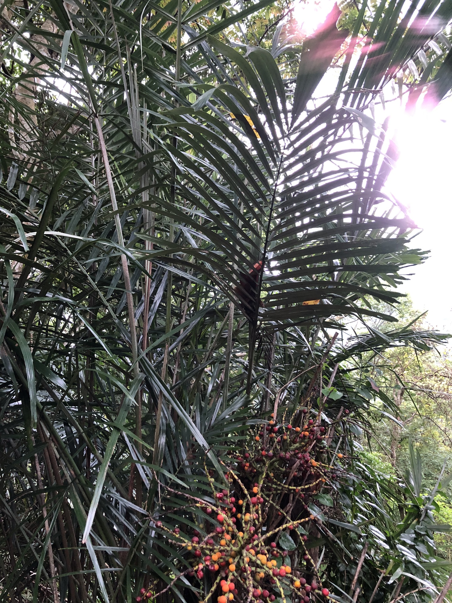 Foto van Dwerg-arengpalm