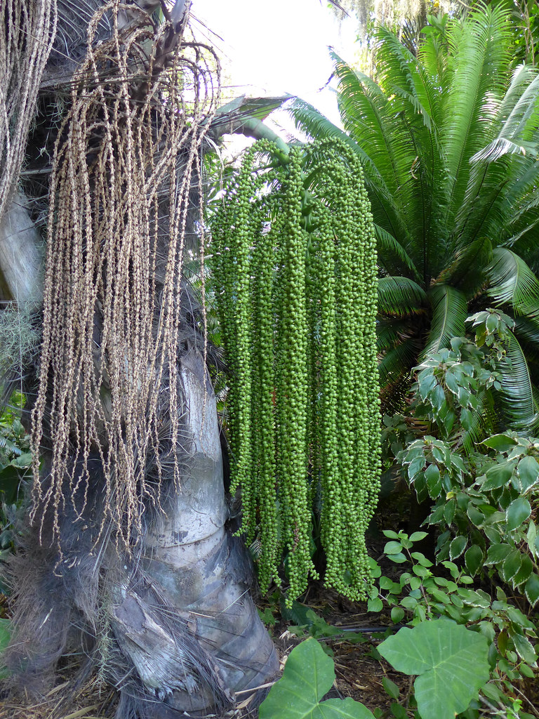 Foto van Arengpalm
