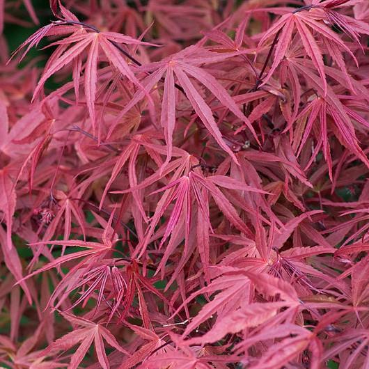 Foto van Japanse esdoorn ‘Red Pygmy’
