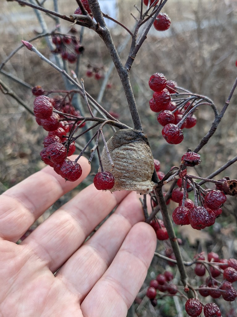 Foto van Rode appelbes