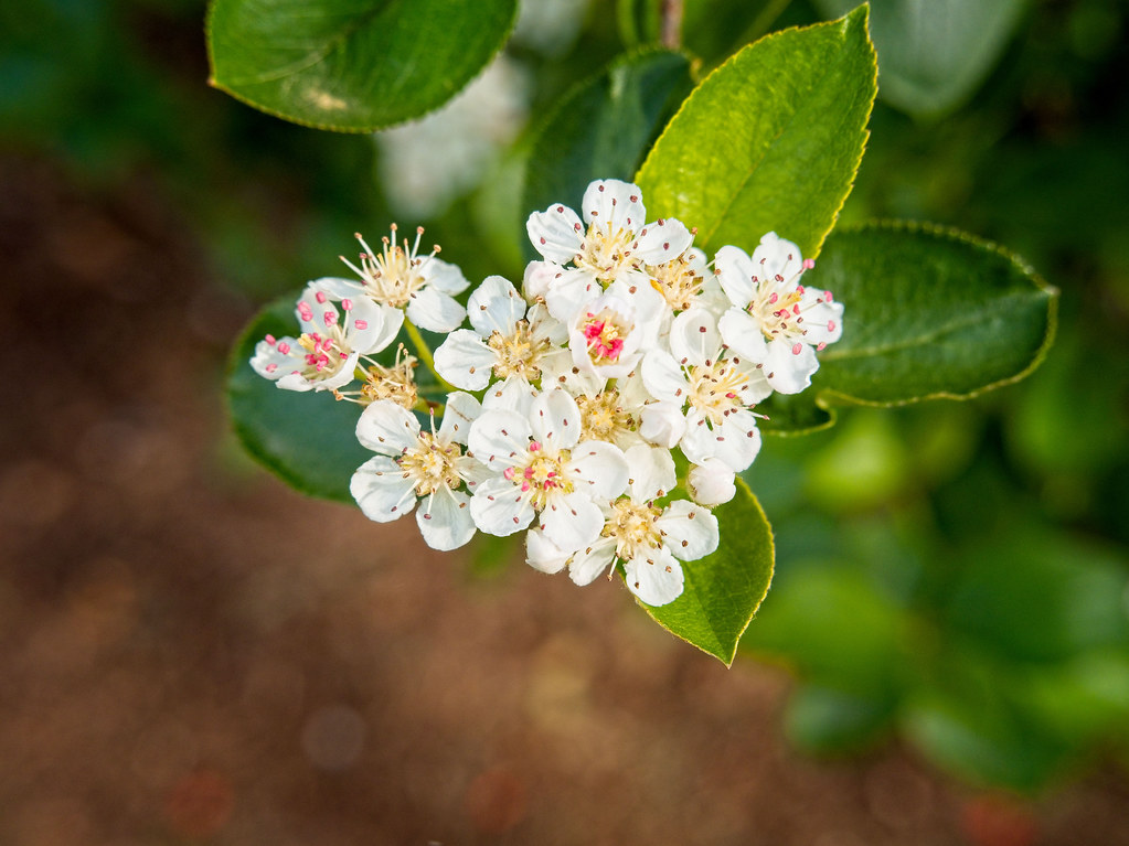 Foto van Zwarte appelbes