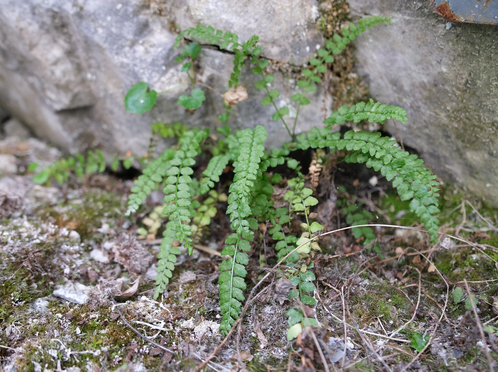 Foto van Groensteel