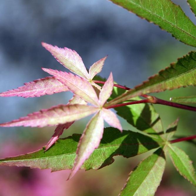 Foto van Japanse esdoorn ‘Scolopendrifolium’