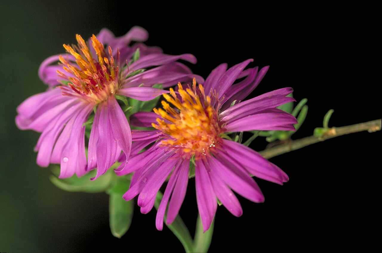Foto van Zilveraster