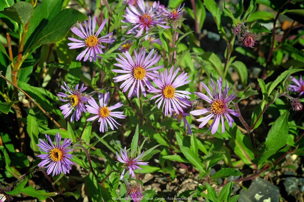 Foto van Siberische aster