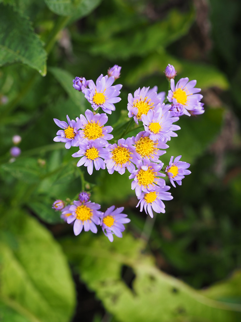 Foto van Purperaster
